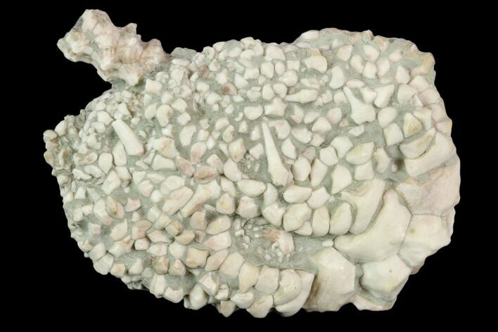 Fossil Crinoid (Stellarocrinus) - Illinois #118943